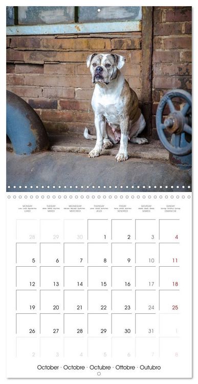 Produktbild: City dogs in the landscape park (Wall Calendar 2026 12 &times; 12 Inch) CALVENDO 12 Month Wall Calendar
