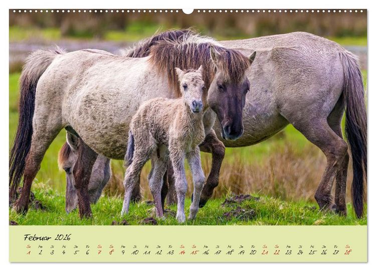 Produktbild: Brut- und Setzzeit. Neues Leben entsteht. (hochwertiger Premium Wandkalender 2026 DIN A2 quer), Kunstdruck in Hochglanz