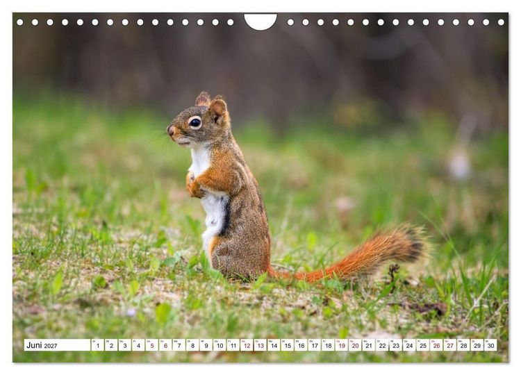 Produktbild: Eichh&ouml;rnchen - Kleine Tiere mit gro&szlig;em Charakter (Wandkalender 2027 DIN A4 quer), CALVENDO Monatskalender