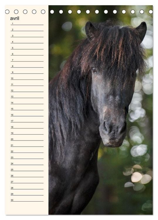 Produktbild: Cheval islandais - Calendrier anniversaire (Calendrier de bureau 2026 DIN A5 horizontal), CALVENDO calendrier mensuel