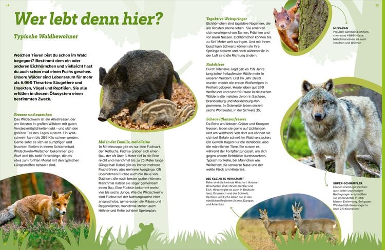 Produktbild: WAS IST WAS Der Wald. Zwischen Bl&auml;ttern und Zapfen