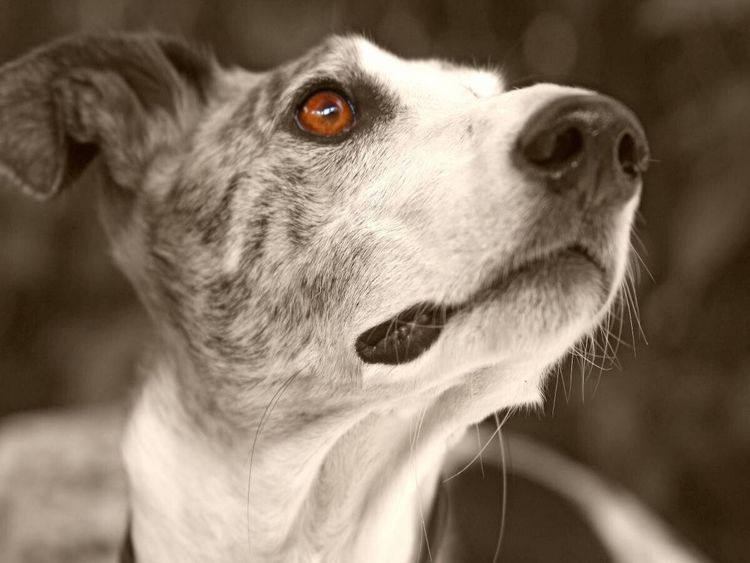 Produktbild: CALVENDO Puzzle Ein Motiv aus dem Kalender Galgo eye-catcher | 1000 Teile Lege-Gr&ouml;&szlig;e 64x48cm Foto-Puzzle f&uuml;r gl&uuml;ckliche Stunden