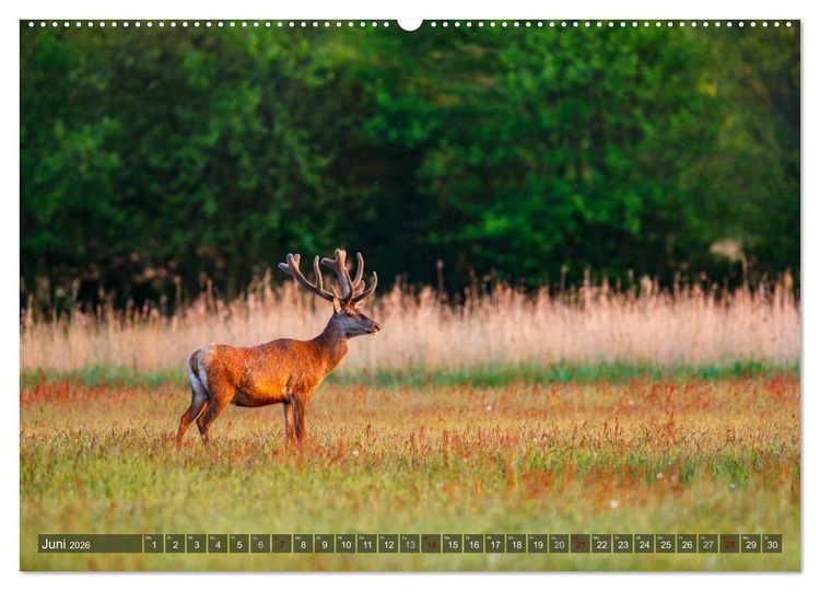 Produktbild: Wilder Dar&szlig; - Fuchs, Hirsch und Co. 2026 (Wandkalender 2026 DIN A2 quer), CALVENDO Monatskalender