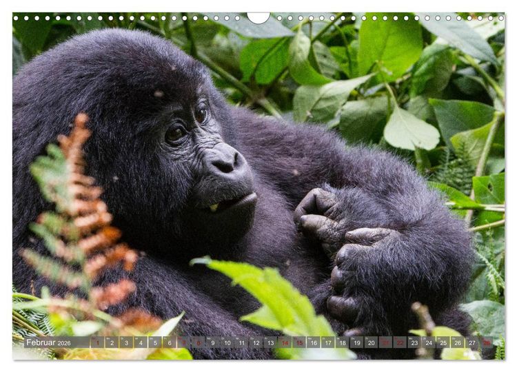 Produktbild: Gorillas ohne Nebel (Wandkalender 2026 DIN A3 quer), CALVENDO Monatskalender