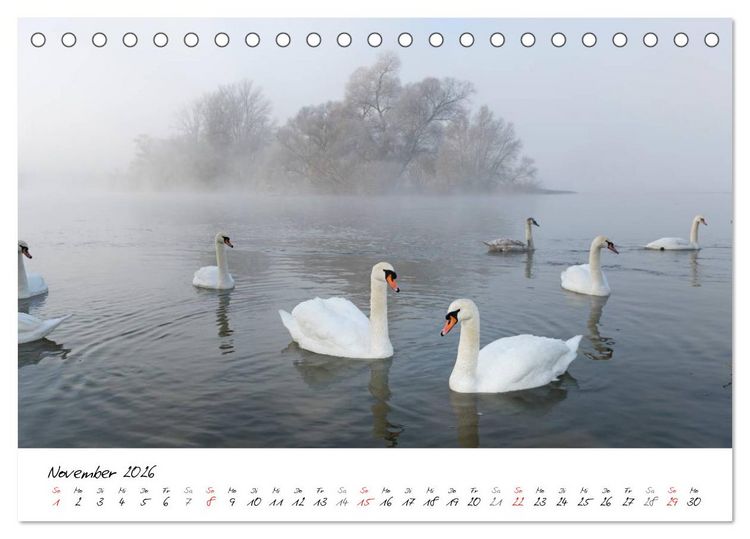 Produktbild: Ein Jahr mit den Schw&auml;nen (Tischkalender 2026 DIN A5 quer), CALVENDO Monatskalender