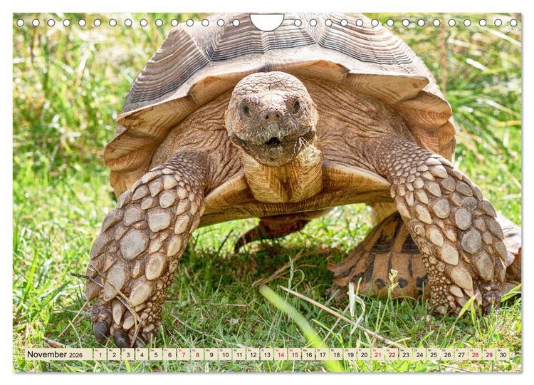 Produktbild: Herkules and Friends (Wandkalender 2026 DIN A4 quer), CALVENDO Monatskalender