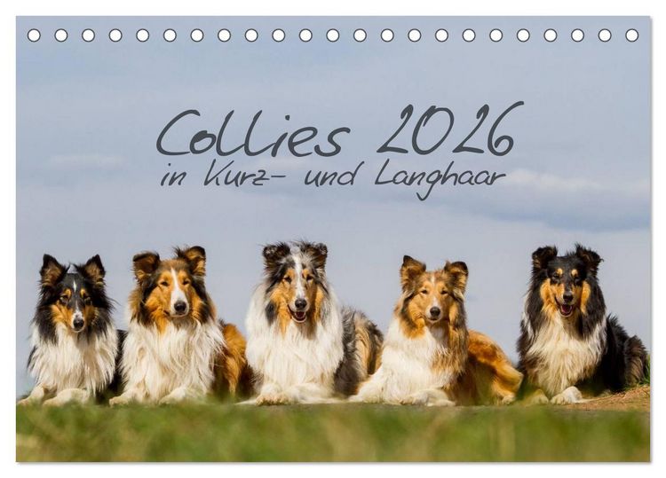 Produktbild: Collies 2026 in Kurz- und Langhaar (Tischkalender 2026 DIN A5 quer), CALVENDO Monatskalender