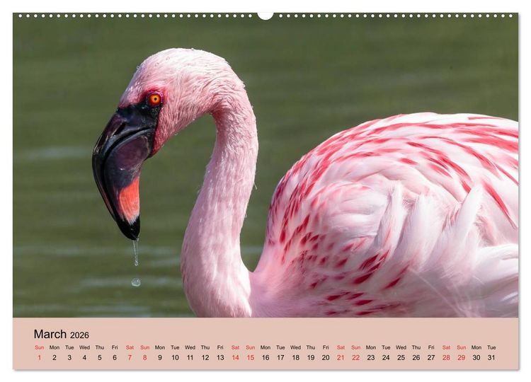 Produktbild: Just Flamingos (High Quality Premium Wall Calendar 2026 DIN A2 landscape),CALVENDO 12 Month Wall Calendar