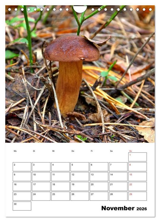 Produktbild: Heimische Waldpilze (Wandkalender 2026 DIN A4 hoch), CALVENDO Monatskalender