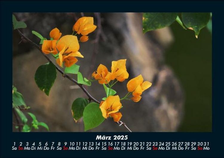 Produktbild: Blumen & Pflanzen 2025 Fotokalender DIN A5