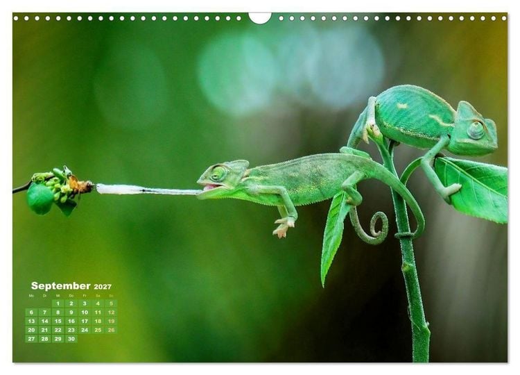 Produktbild: Cham&auml;leon: Die farbenfrohe Welt der Reptilien (Wandkalender 2027 DIN A3 quer), CALVENDO Monatskalender