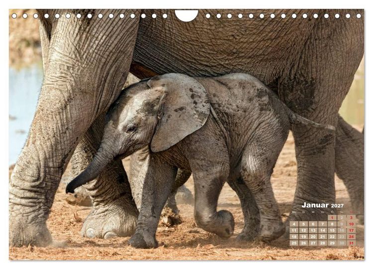 Produktbild: Afrikas Tierwelt: Elefantenbabys (Wandkalender 2027 DIN A4 quer), CALVENDO Monatskalender
