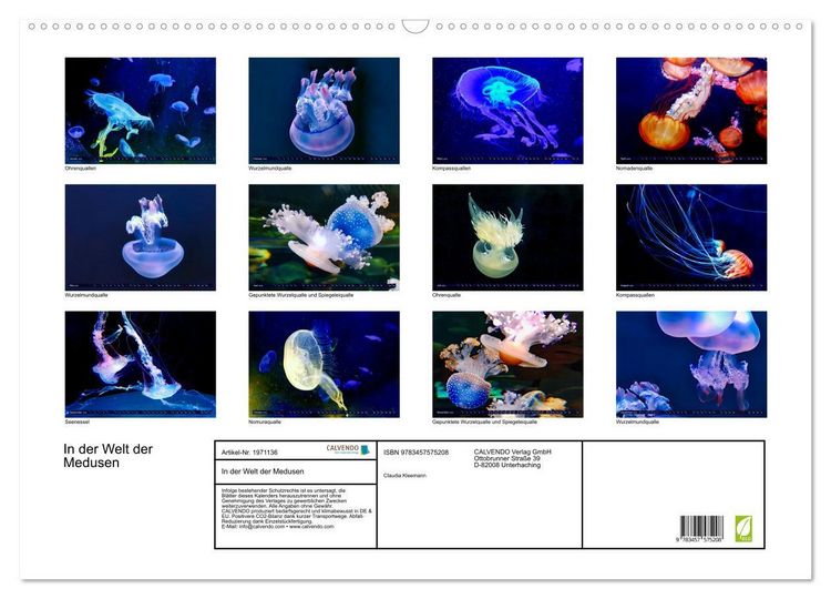 Produktbild: In der Welt der Medusen (Wandkalender 2026 DIN A2 quer), CALVENDO Monatskalender