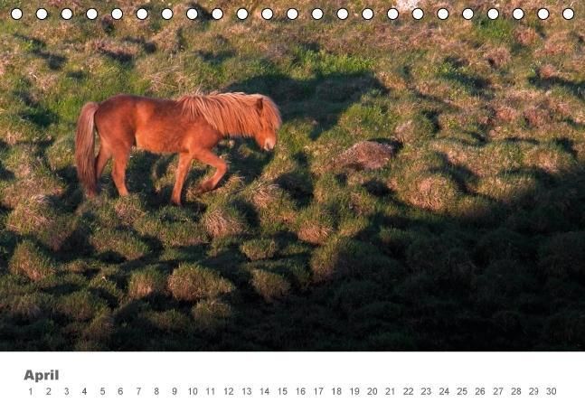 Produktbild: Islandpferde: Gef&auml;hrten der Wikinger (Tischkalender immerw&auml;hrend DIN A5 quer)