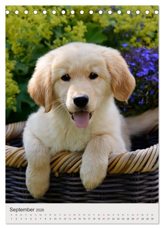 Produktbild: Hundewelpen (Tischkalender 2026 DIN A5 hoch), CALVENDO Monatskalender
