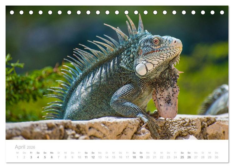 Produktbild: Trauminsel Cura&ccedil;ao (Tischkalender 2026 DIN A5 quer), CALVENDO Monatskalender