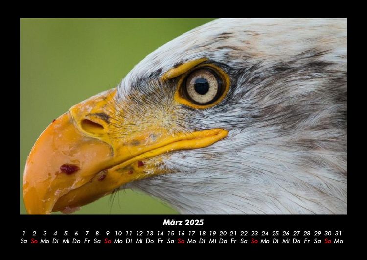 Produktbild: Adler 2025 Fotokalender DIN A3
