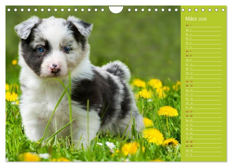 Produktbild: Border Collies - nicht nur schwarzwei&szlig; (Wandkalender 2026 DIN A4 quer), CALVENDO Monatskalender