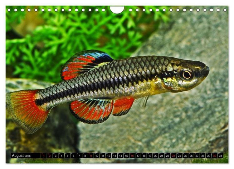 Produktbild: Bunte Fische der Welt - Killifische (Wandkalender 2026 DIN A4 quer), CALVENDO Monatskalender