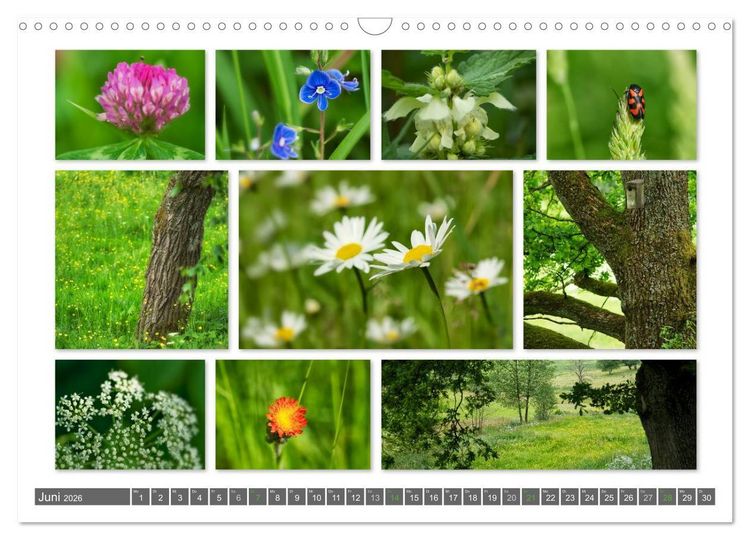 Produktbild: Naturcollagen 2026 (Wandkalender 2026 DIN A3 quer), CALVENDO Monatskalender