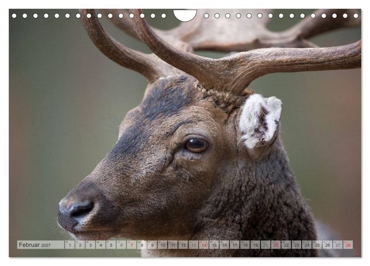 Produktbild: Emotionale Momente: Das Damwild. (Wandkalender 2027 DIN A4 quer), CALVENDO Monatskalender