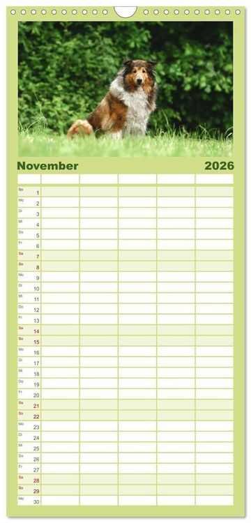 Produktbild: Familienplaner 2026 - Collies - charmante Herzensbrecher mit 5 Spalten (Wandkalender, 21 x 45 cm) CALVENDO