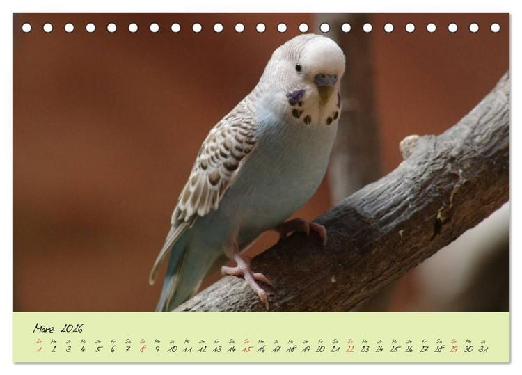 Produktbild: Wellensittiche - Gefiederte Freunde (Tischkalender 2026 DIN A5 quer), CALVENDO Monatskalender