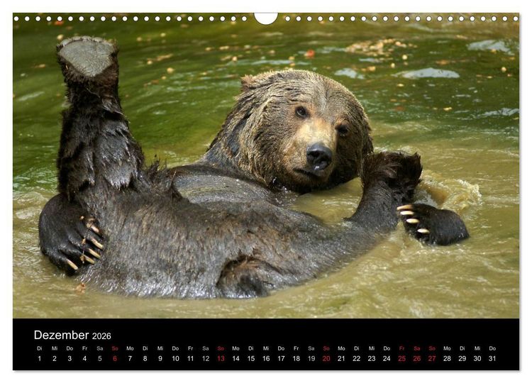 Produktbild: B&auml;ren im Nationalpark Bayerischer Wald (Wandkalender 2026 DIN A3 quer), CALVENDO Monatskalender