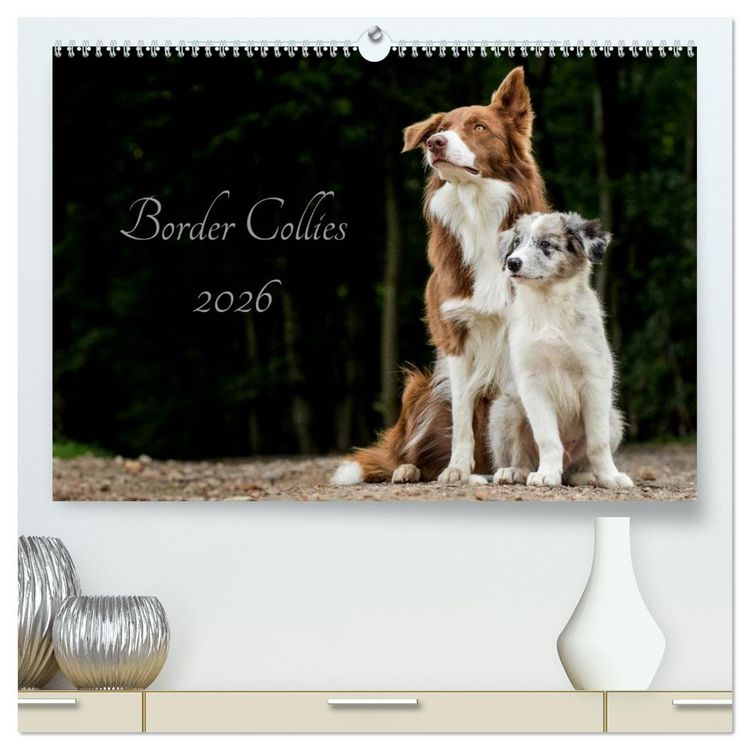Produktbild: Border Collies 2026 (hochwertiger Premium Wandkalender 2026 DIN A2 quer), Kunstdruck in Hochglanz