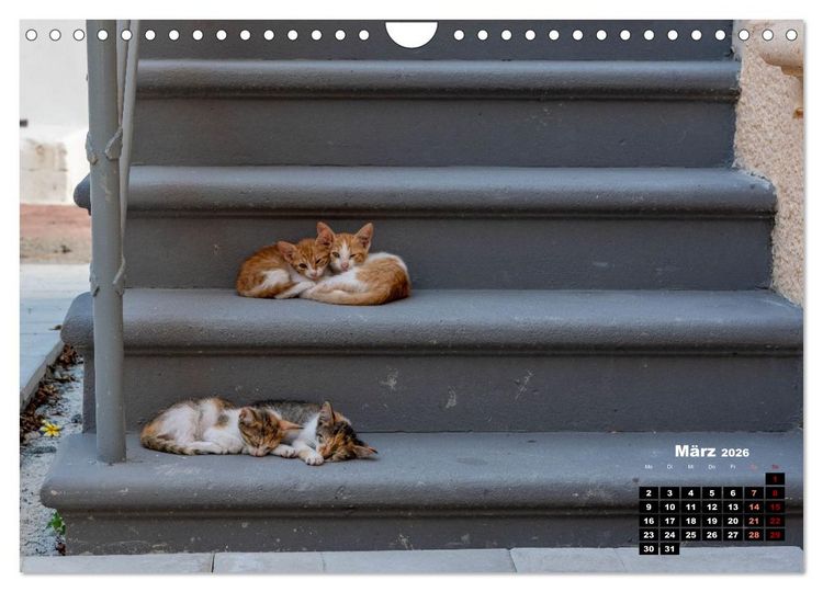 Produktbild: Katzen von Rhodos - Kleine G&ouml;tter auf vier Pfoten (Wandkalender 2026 DIN A4 quer), CALVENDO Monatskalender