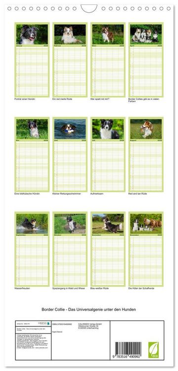 Produktbild: Familienplaner 2026 - Border Collie - Das Universalgenie unter den Hunden mit 5 Spalten (Wandkalender, 21 x 45 cm) CALVENDO