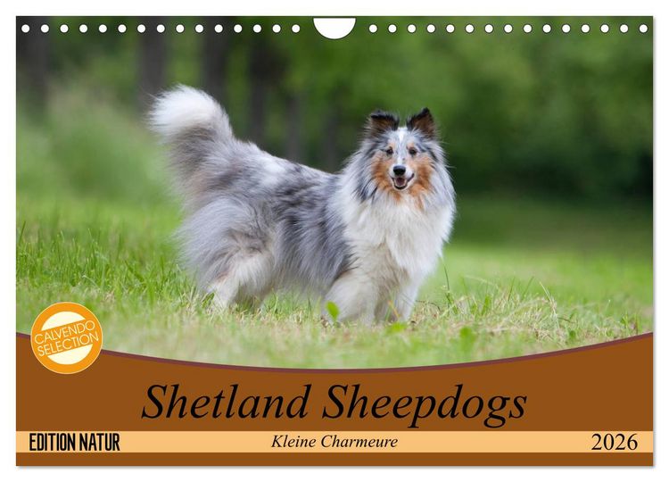 Produktbild: Shetland Sheepdogs - Kleine Charmeure (Wandkalender 2026 DIN A4 quer), CALVENDO Monatskalender