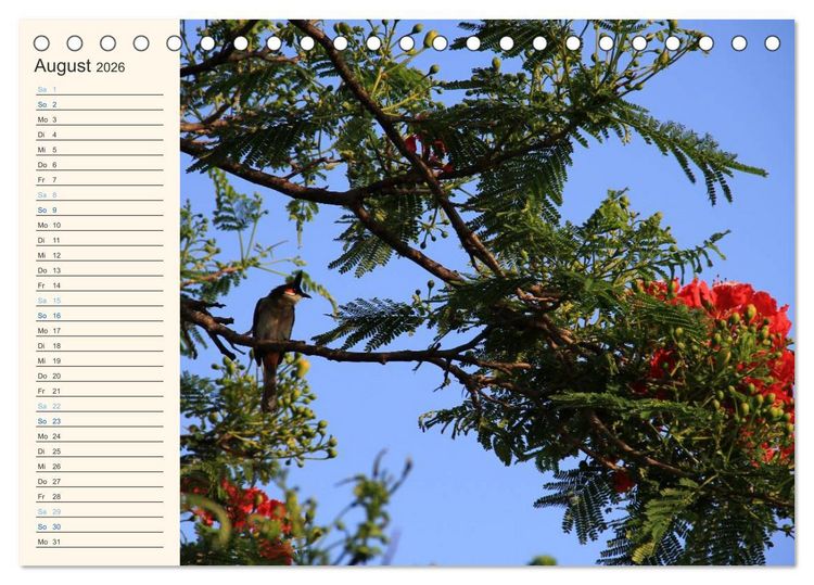 Produktbild: Mauritius - traumhaft und unvergesslich (Tischkalender 2026 DIN A5 quer), CALVENDO Monatskalender