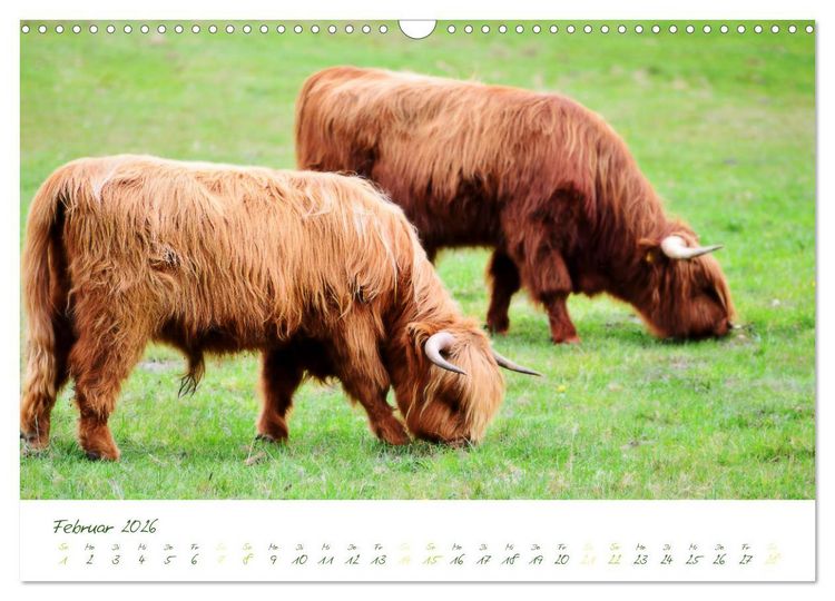 Produktbild: Das Hochlandrind (Wandkalender 2026 DIN A3 quer), CALVENDO Monatskalender
