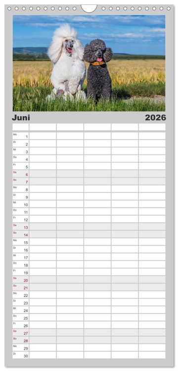 Produktbild: Familienplaner 2026 - Pudel - Gl&uuml;ck auf vier Pfoten mit 5 Spalten (Wandkalender, 21 x 45 cm) CALVENDO