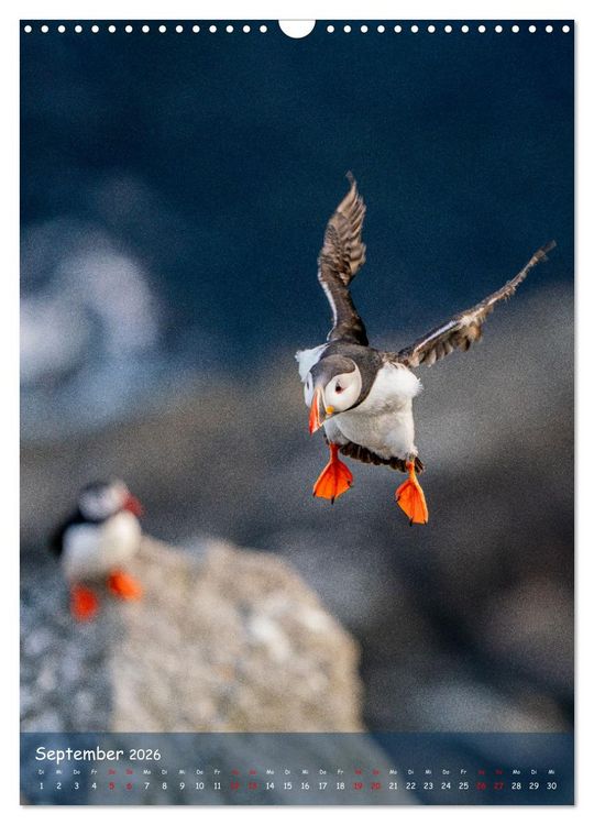 Produktbild: Naturerlebnis Puffin (Wandkalender 2026 DIN A3 hoch), CALVENDO Monatskalender