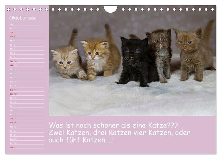 Produktbild: Drollige Tierkinder Mit Spr&uuml;chen (Wandkalender 2026 DIN A4 quer), CALVENDO Monatskalender