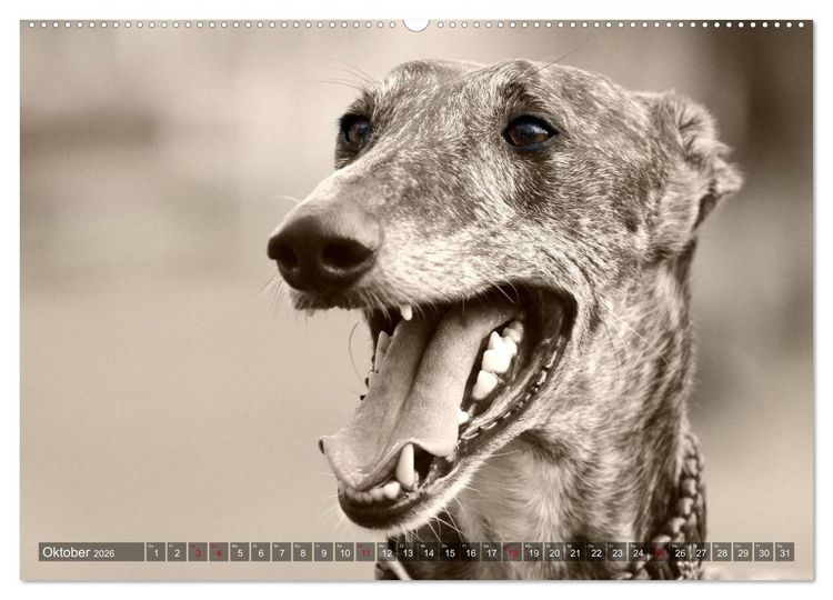 Produktbild: Galgo eye-catcher (hochwertiger Premium Wandkalender 2026 DIN A2 quer), Kunstdruck in Hochglanz