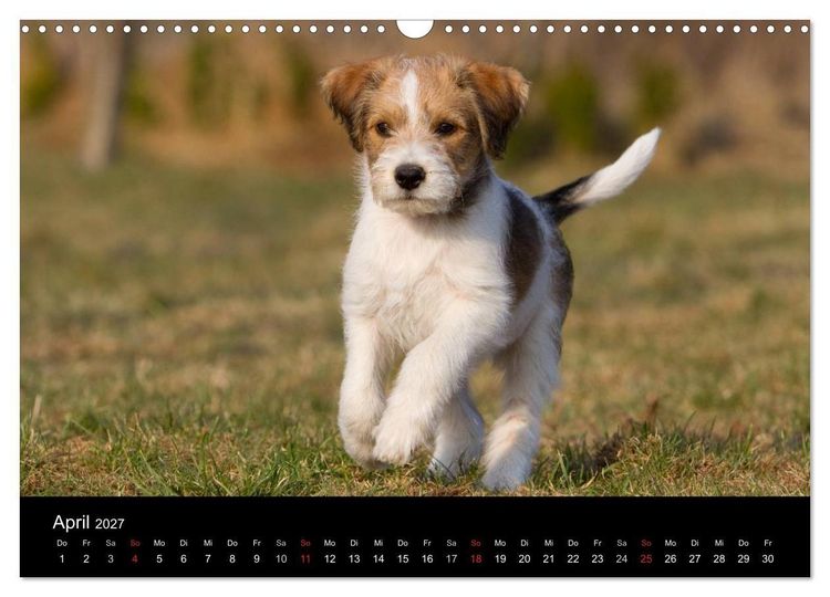 Produktbild: Hundewelpen (Wandkalender 2027 DIN A3 quer), CALVENDO Monatskalender