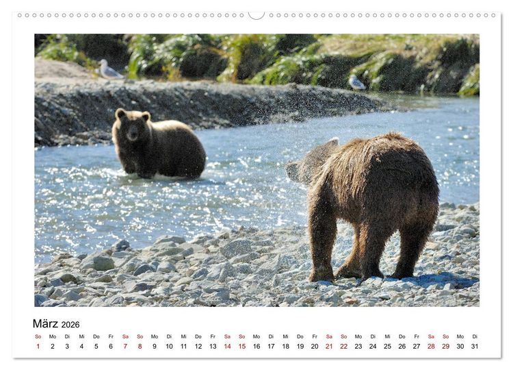 Produktbild: Braunb&auml;ren in Alaska (Wandkalender 2026 DIN A2 quer), CALVENDO Monatskalender