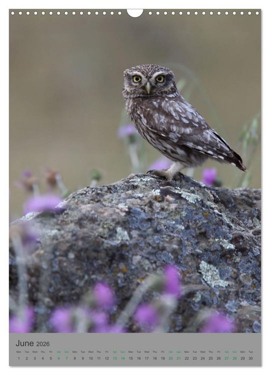 Produktbild: Wildlife of Spain (Wall Calendar 2026 DIN A3 portrait), CALVENDO 12 Month Wall Calendar