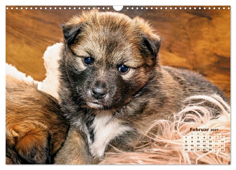 Produktbild: Willkommen auf dieser Welt ihr kleinen Islandhunde (Wandkalender 2027 DIN A3 quer), CALVENDO Monatskalender