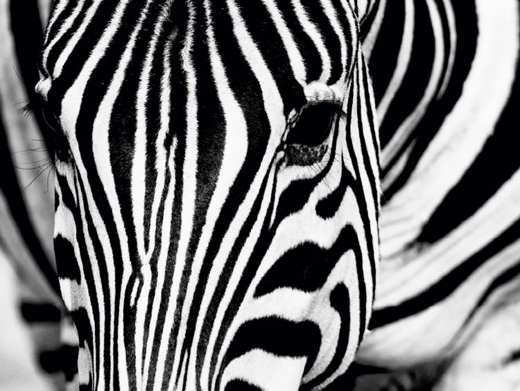 CALVENDO Puzzle 1000 Teile – Steppenzebra In Botswana, 64x48 Cm, Premium-Qualität