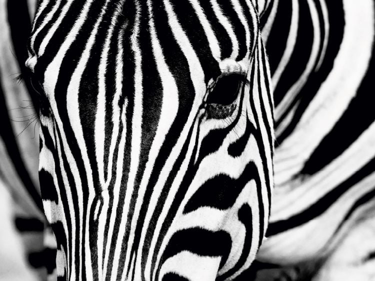 Produktbild: CALVENDO Puzzle Afrika: Nahaufnahme eines Steppenzebra in Botswana | 1000 Teile Lege-Gr&ouml;&szlig;e 64x48cm Foto-Puzzle f&uuml;r gl&uuml;ckliche Stunden