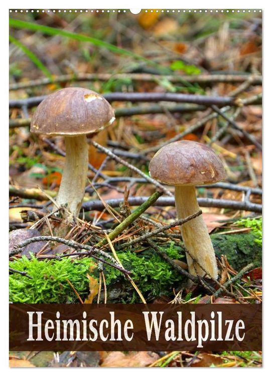 Produktbild: Heimische Waldpilze (Wandkalender 2026 DIN A2 hoch), CALVENDO Monatskalender