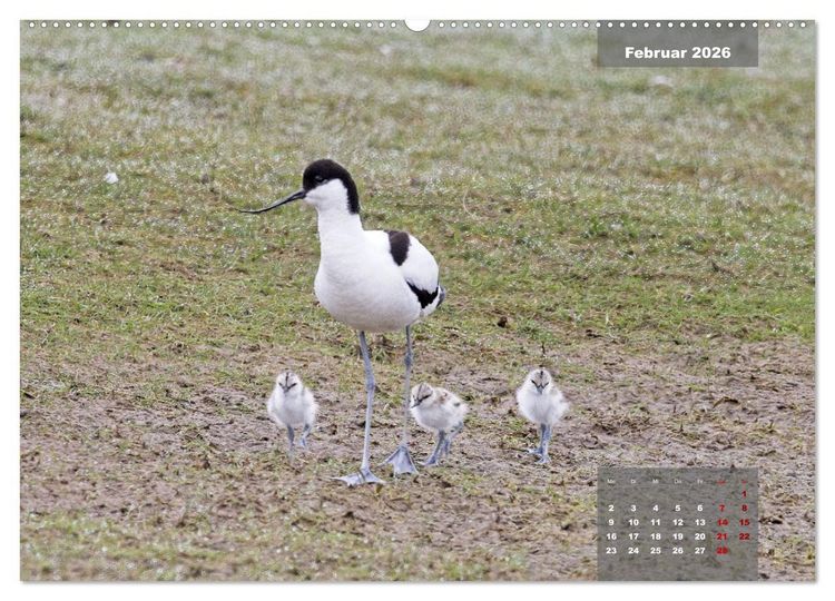 Produktbild: Naturparadies Nordstrand und Beltringharder Koog (hochwertiger Premium Wandkalender 2026 DIN A2 quer), Kunstdruck in Hochglanz