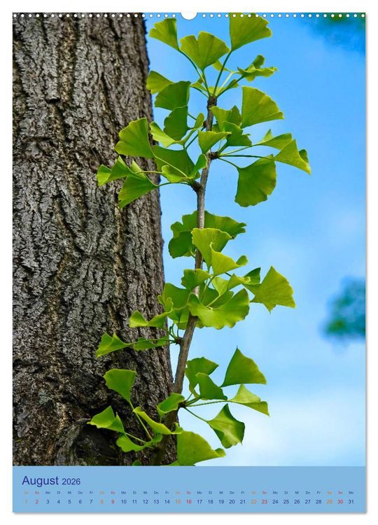 Produktbild: Ginkgo (hochwertiger Premium Wandkalender 2026 DIN A2 hoch), Kunstdruck in Hochglanz