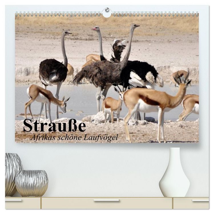 Produktbild: Strau&szlig;e. Afrikas sch&ouml;ne Laufv&ouml;gel (hochwertiger Premium Wandkalender 2026 DIN A2 quer), Kunstdruck in Hochglanz