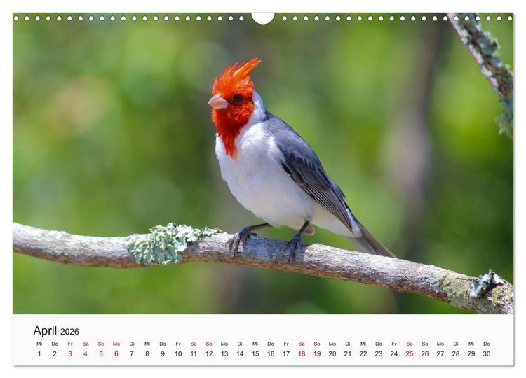 Produktbild: V&ouml;gel - Die K&ouml;nige der L&uuml;fte (Wandkalender 2026 DIN A3 quer), CALVENDO Monatskalender
