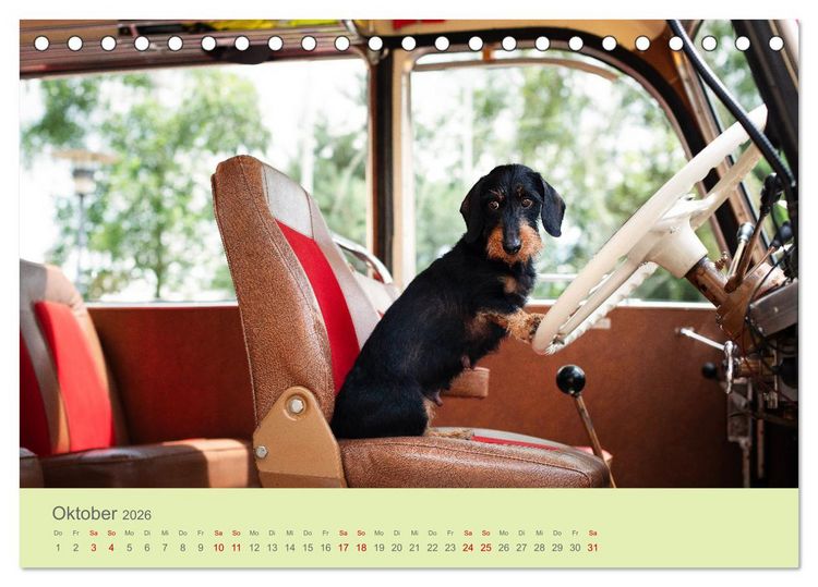 Produktbild: Dackel unterwegs (Tischkalender 2026 DIN A5 quer), CALVENDO Monatskalender